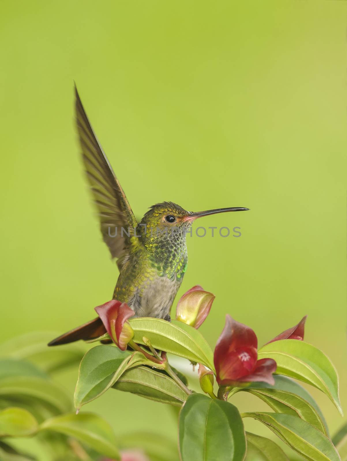 Rufous tailed hummingbird perching in a colorful tree photographed in Costa Rica.