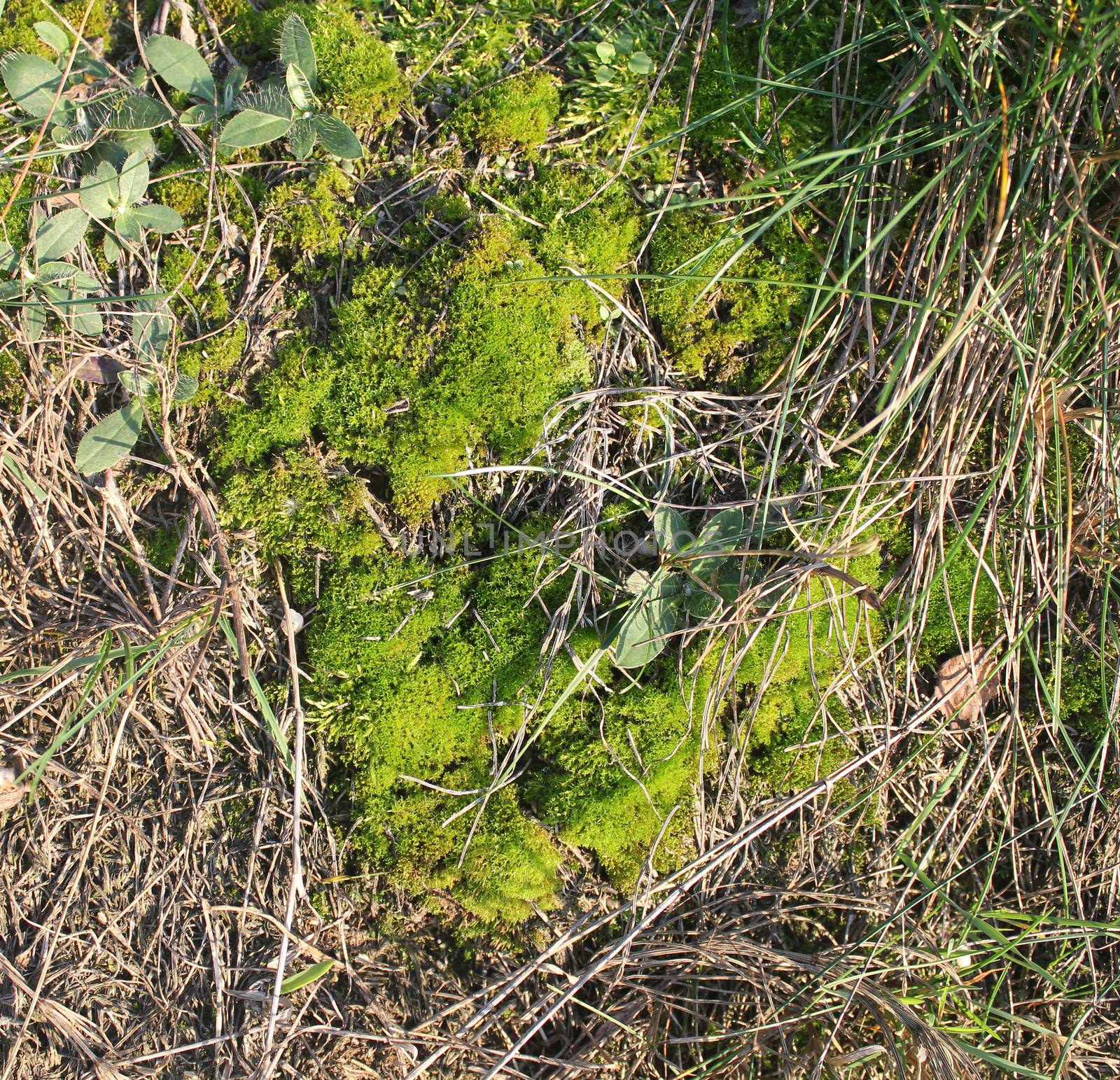 green moss background