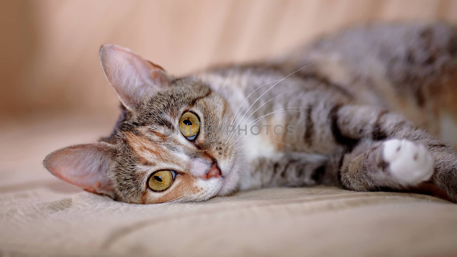 Portrait of a multi-colored cat with yellow eyes. by Azaliya