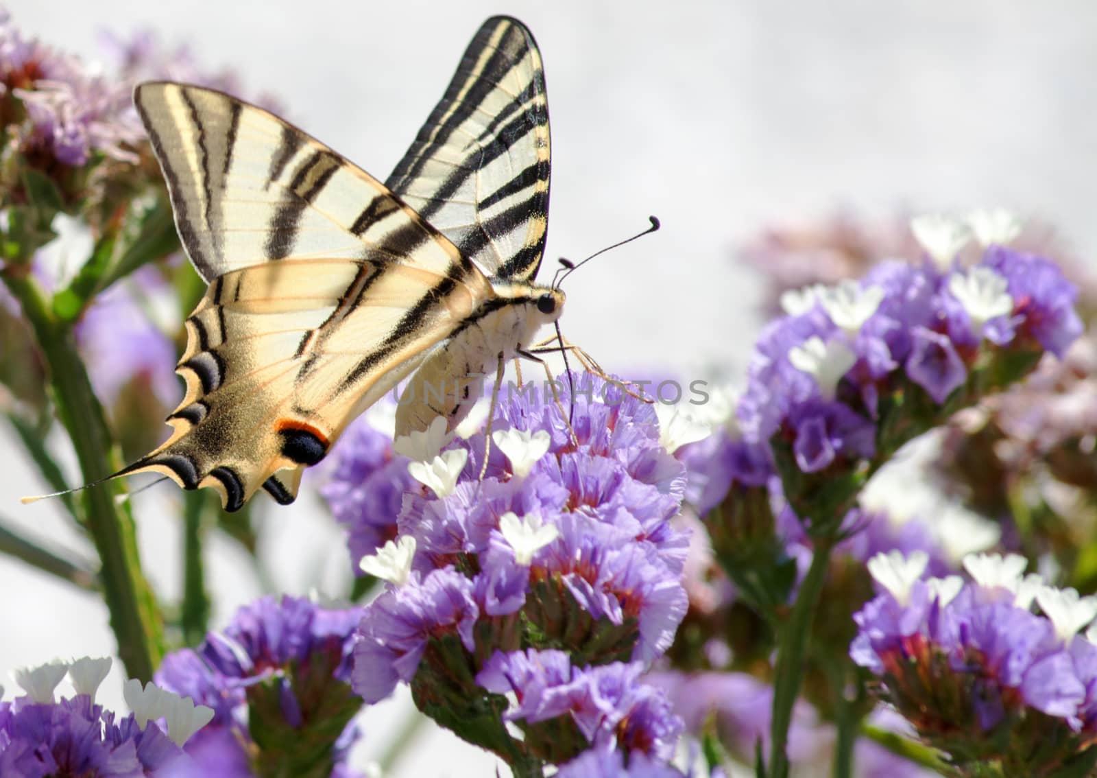  Close up of a Swallowtail butterfly feeding on flowers 