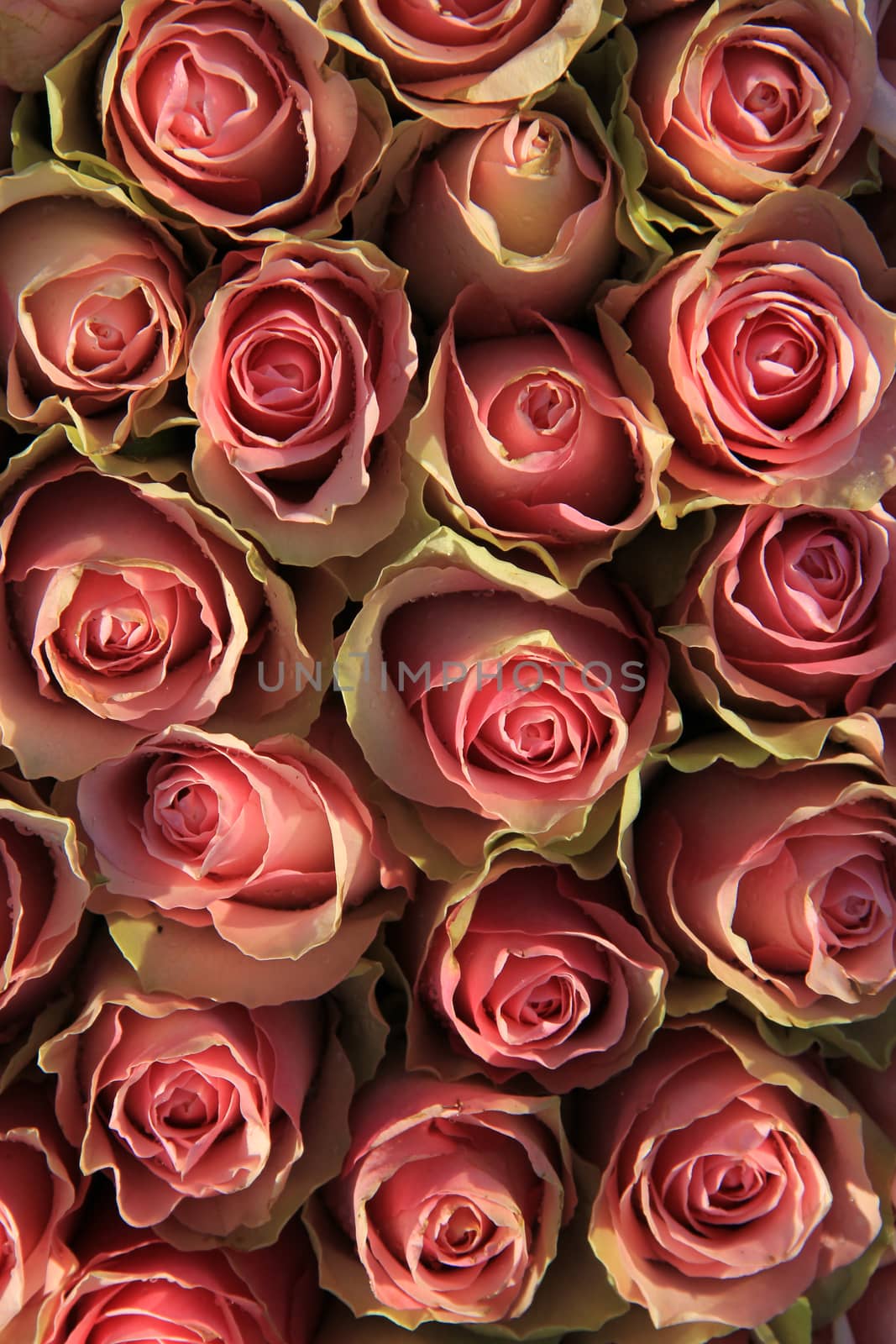 Pink roses in a floral wedding arrangement