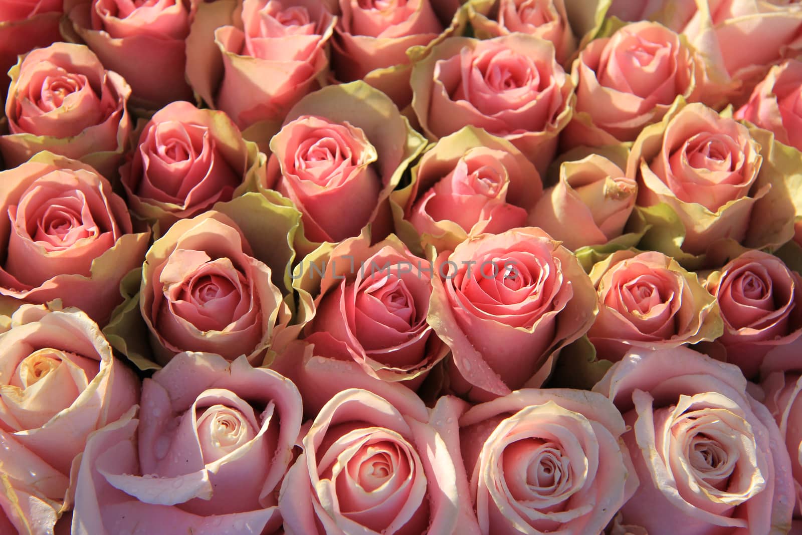 Pink roses in a floral wedding arrangement