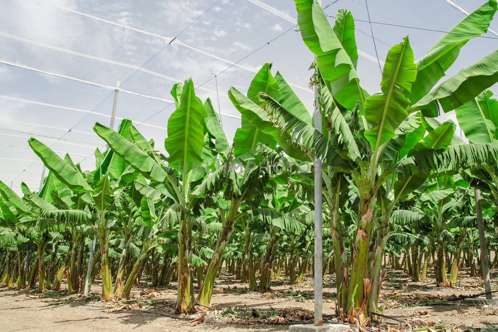 Banana palm trees rows on cultivated Middle East fruit orchard plantation against blue sky