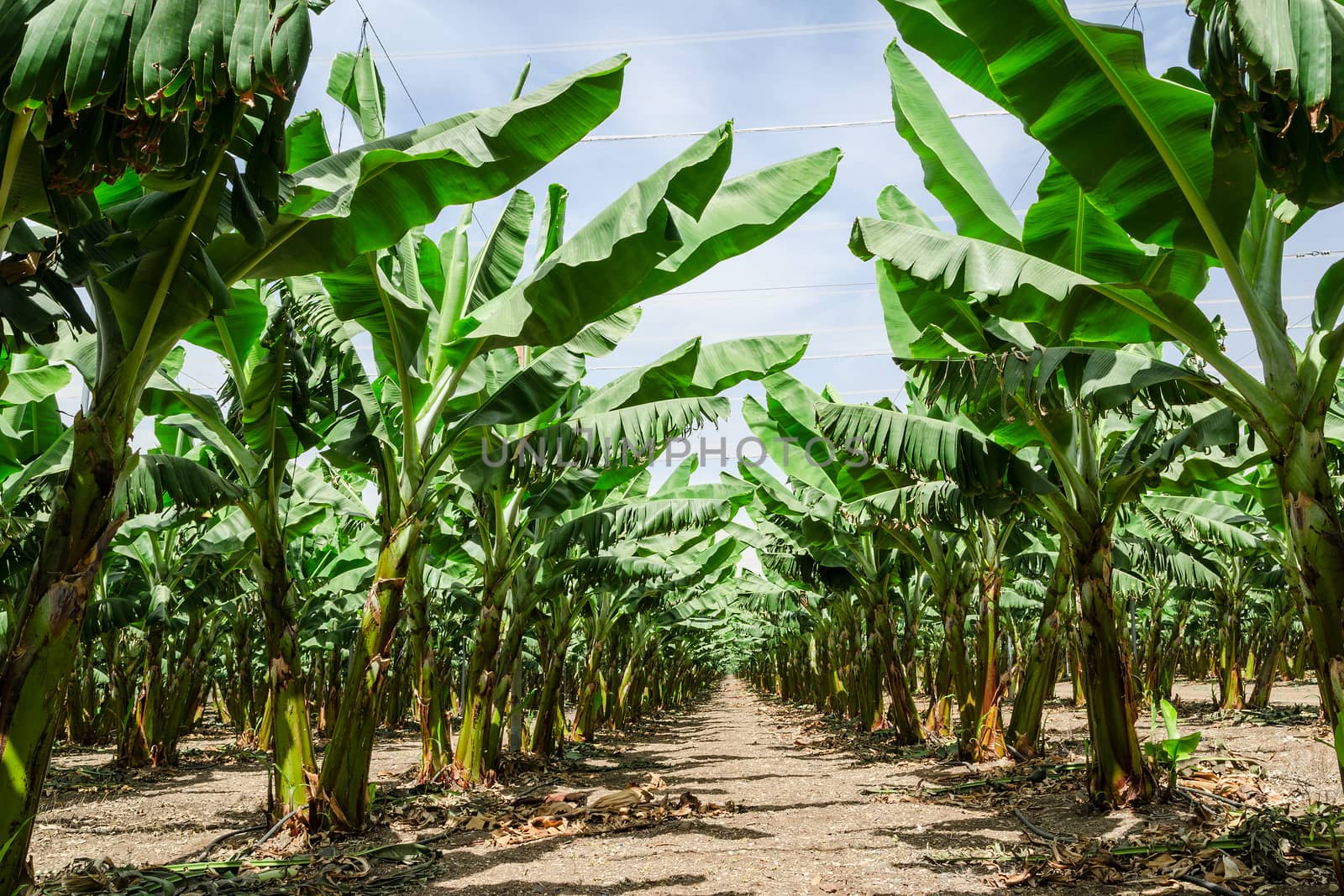 Sunny perspective trail between banana palm trees rows in orchard plantation with lush foliage