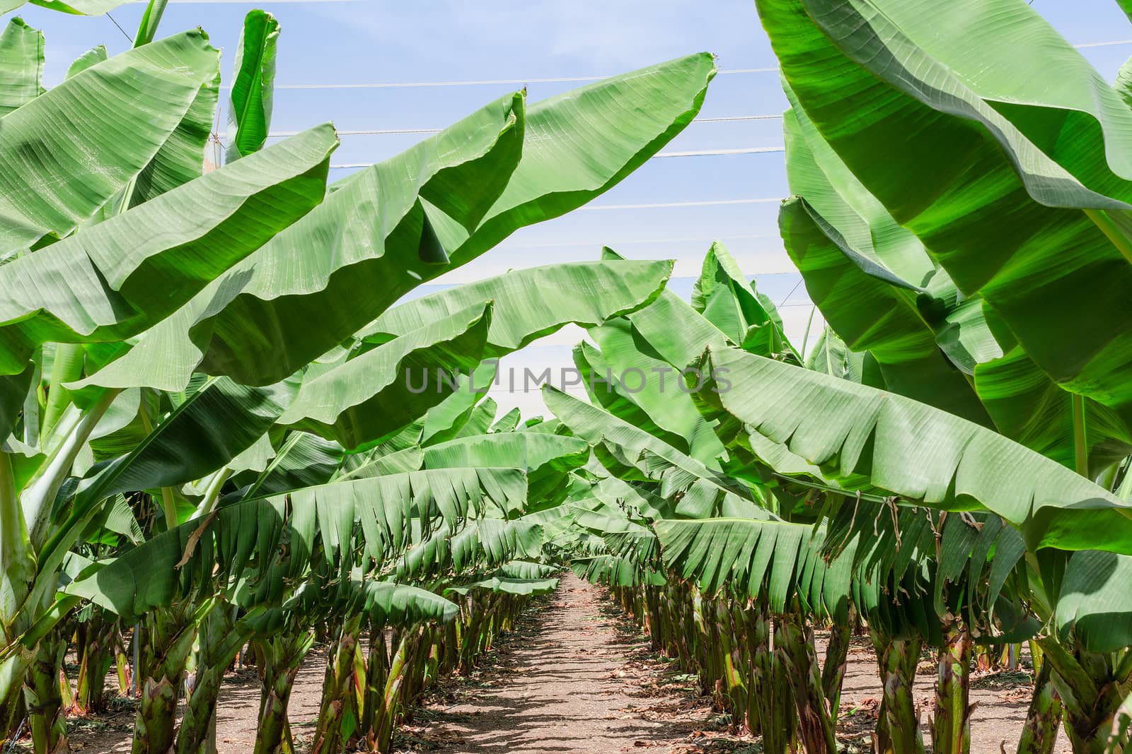 Lush leafage of banana palm trees in orchard plantation rows - oasis in Israel desert