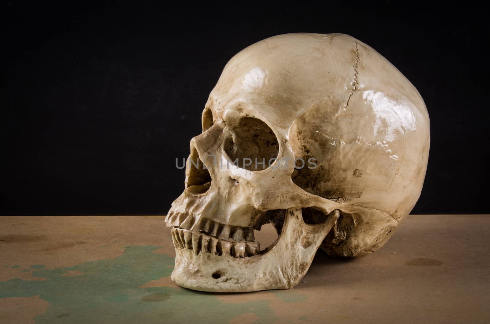 the death human skull as stil life ideal for art and other purposes