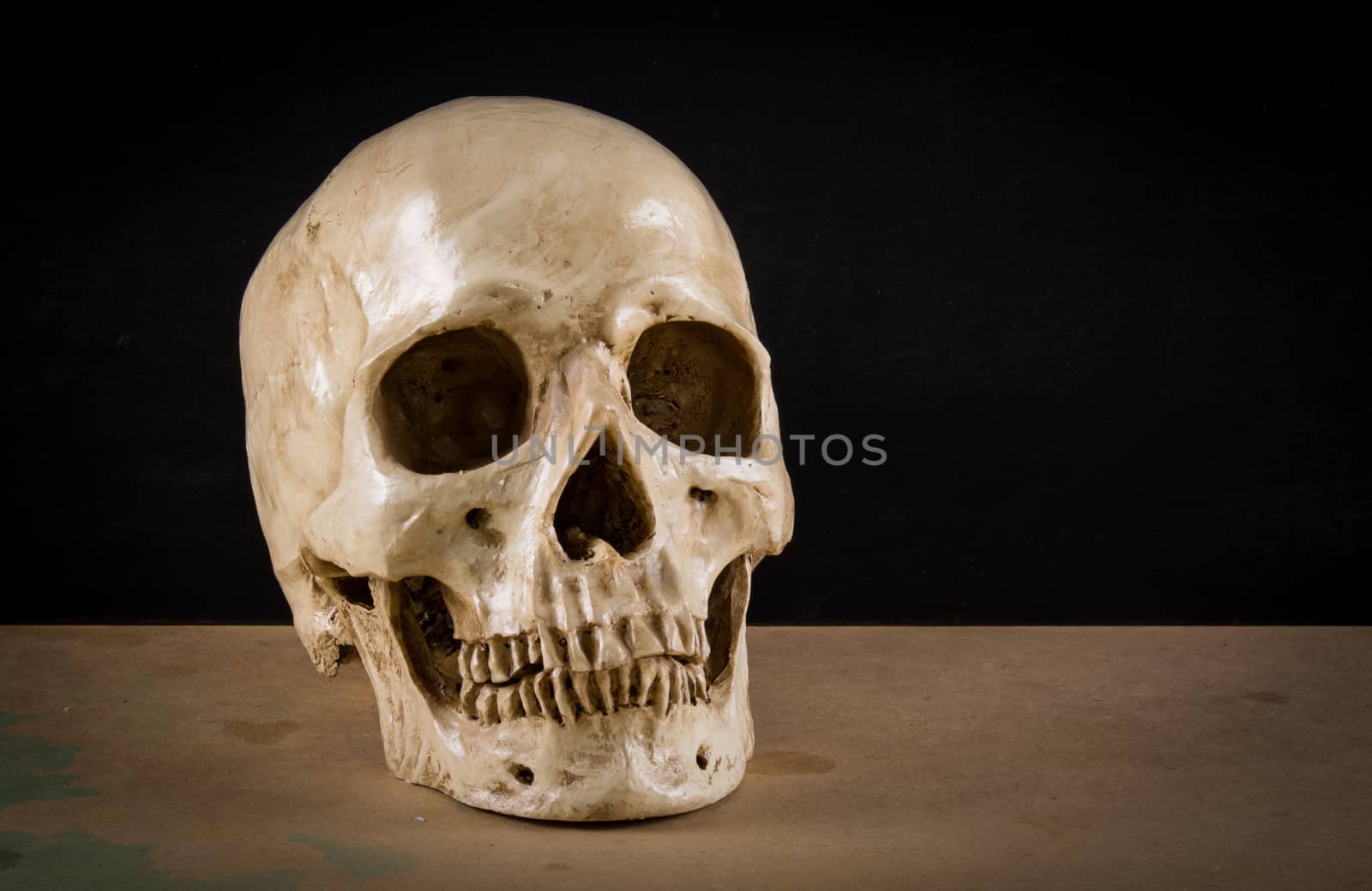 the death human skull as stil life ideal for art and other purposes