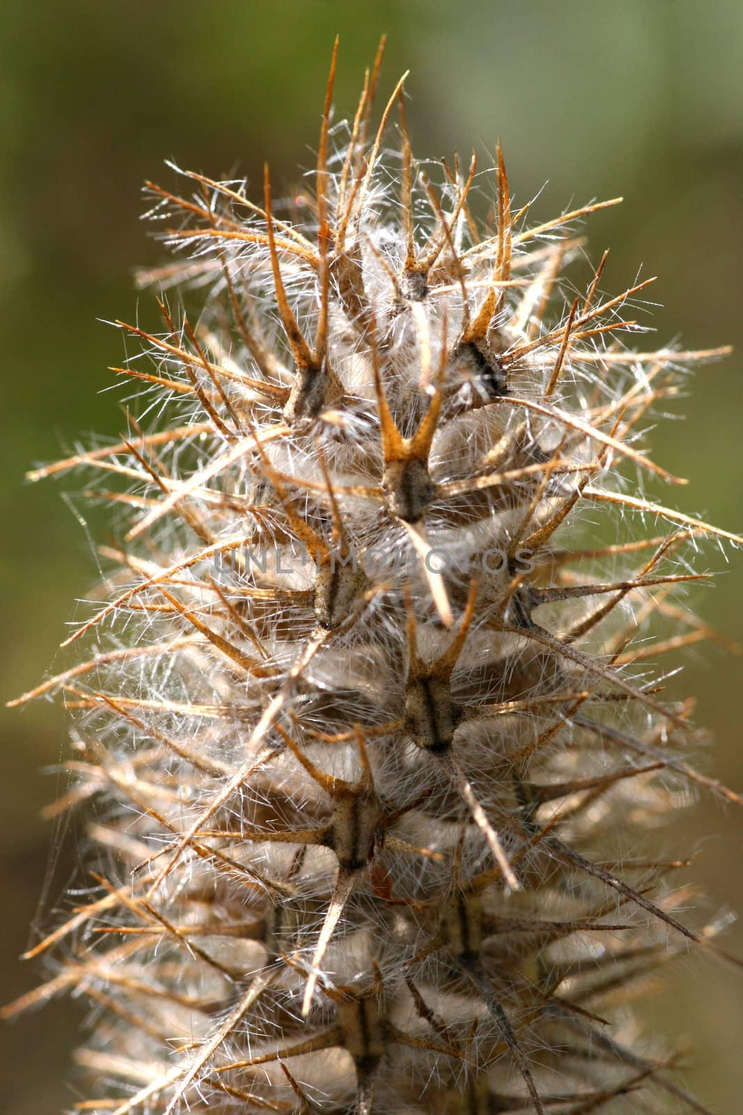 Prickly inflorescence in summer time
