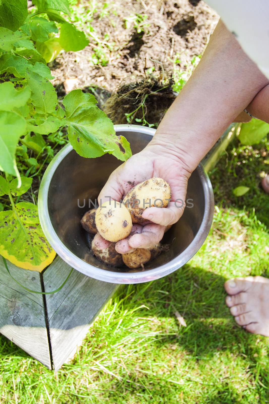 Hand Picking early potatoes by annems