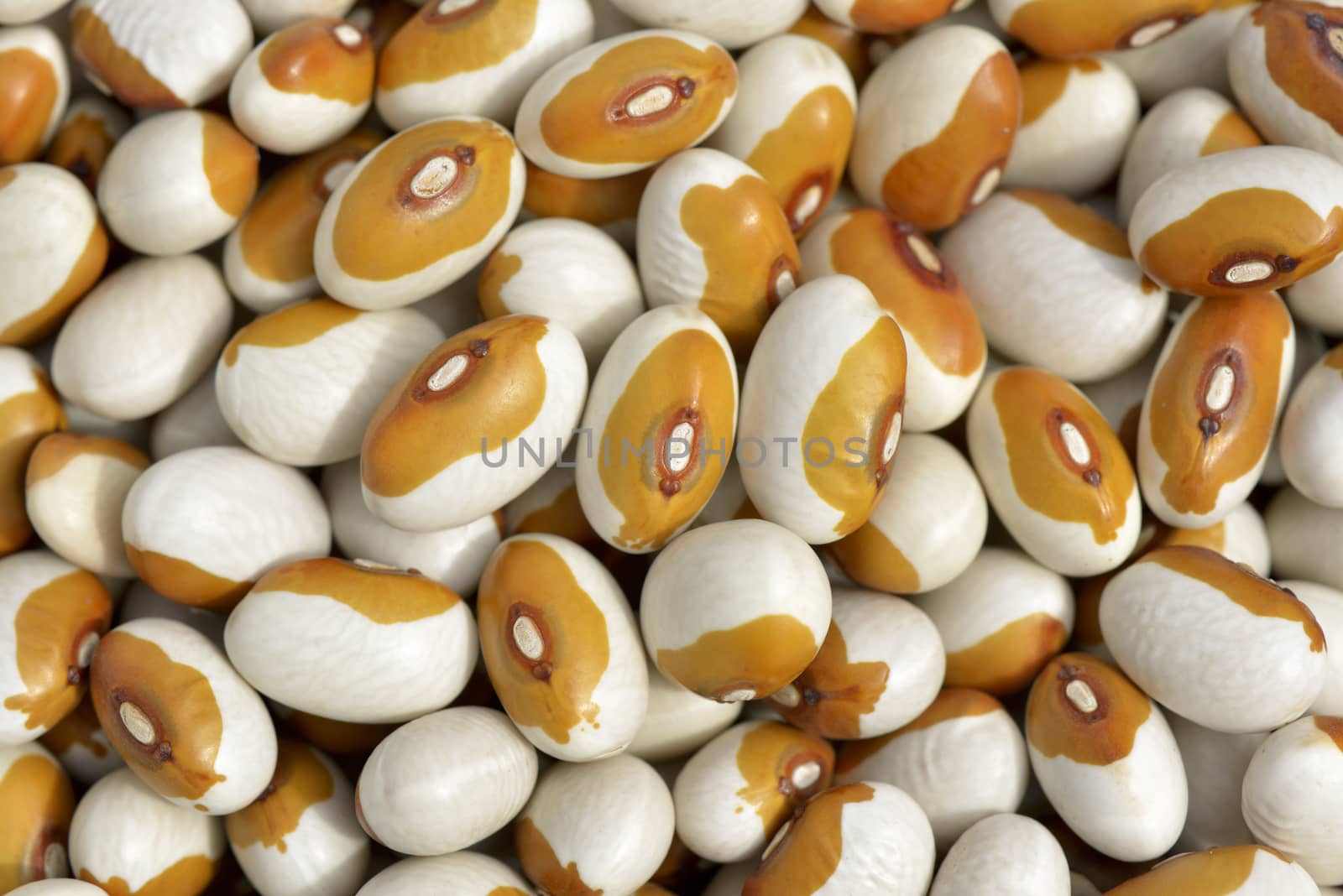 Close-up of yellow bean  eye  to use as background