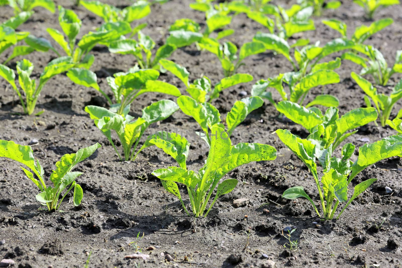 Small growing plants of Sugar beet on a field after rain. 