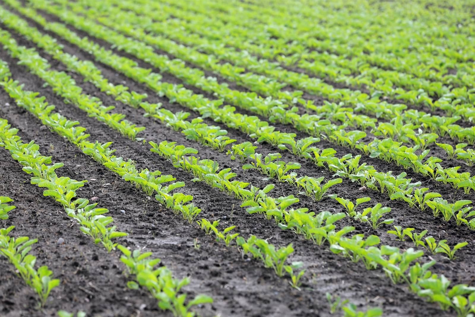 Lines of growing of Sugar Beet on a field at summer. Shallow depth of Field.