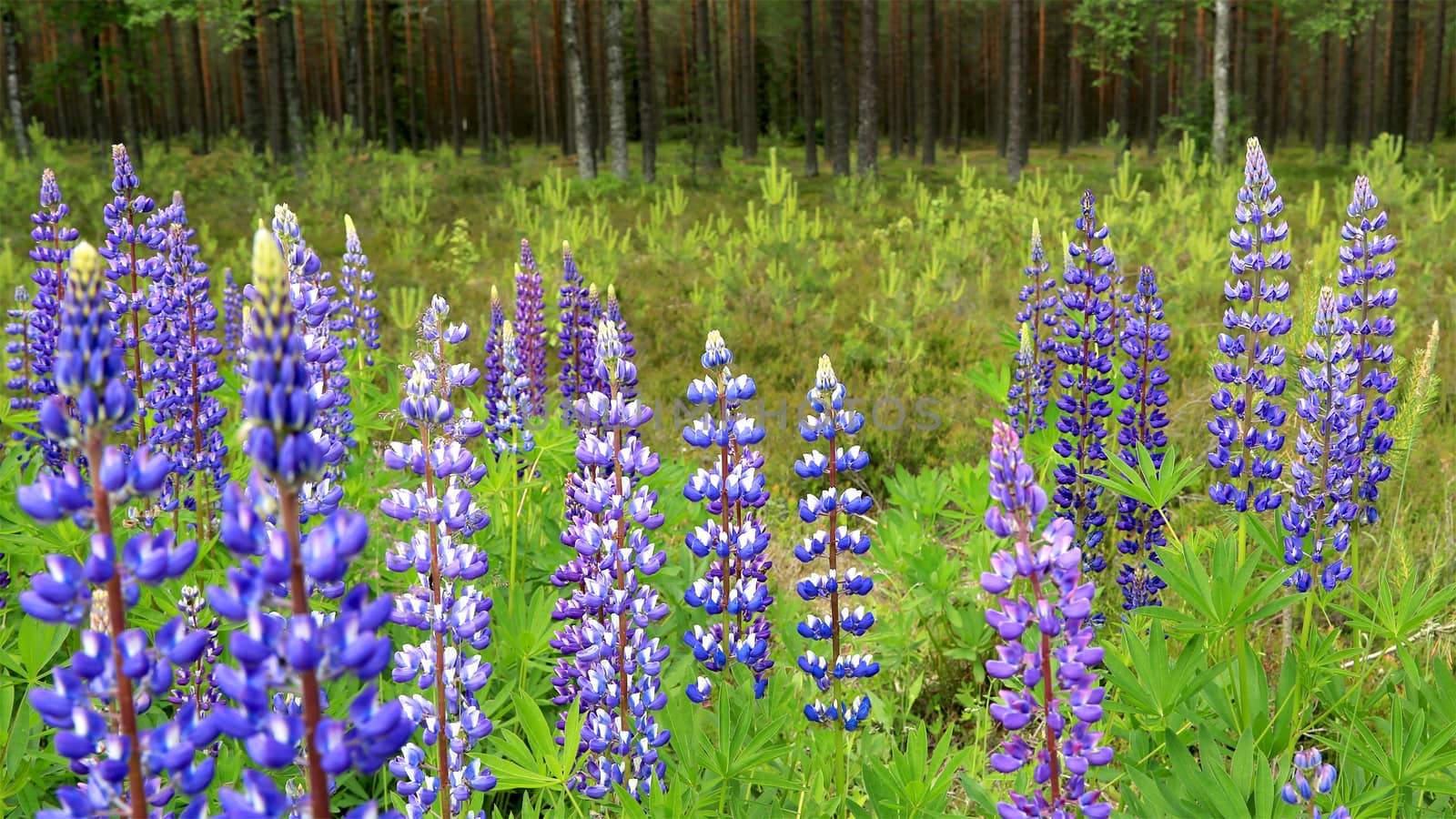 Purple, wild Lupins (Lupinus polyphyllus) flowering by green pine forest in Finland.
