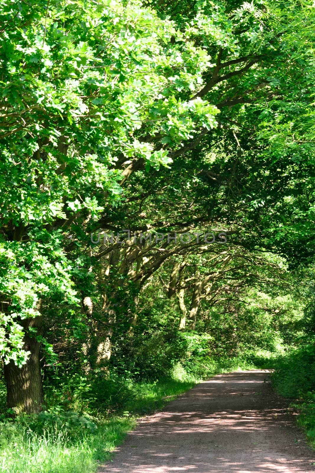 Green leafy road