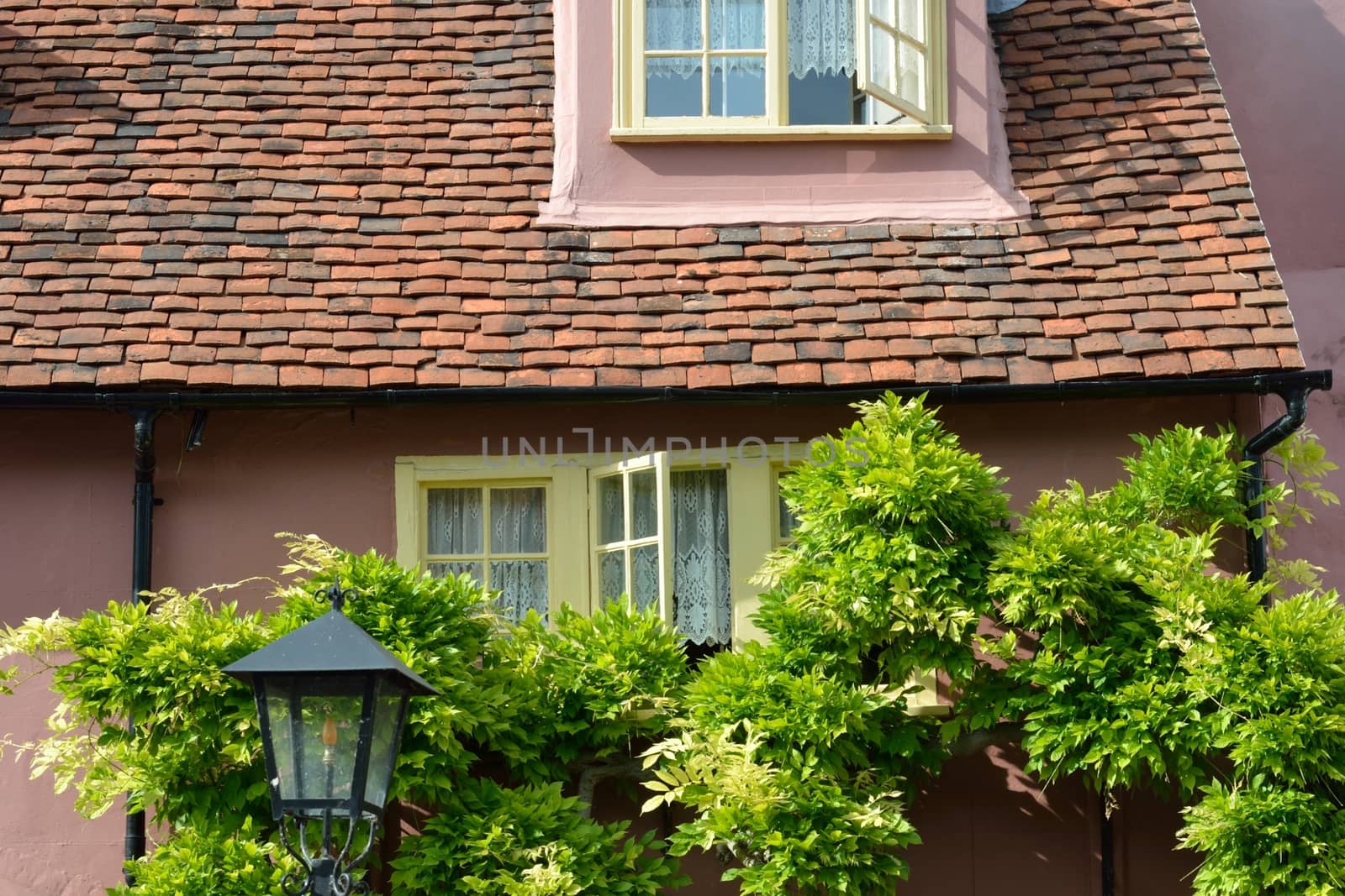 Pink cottage with trees