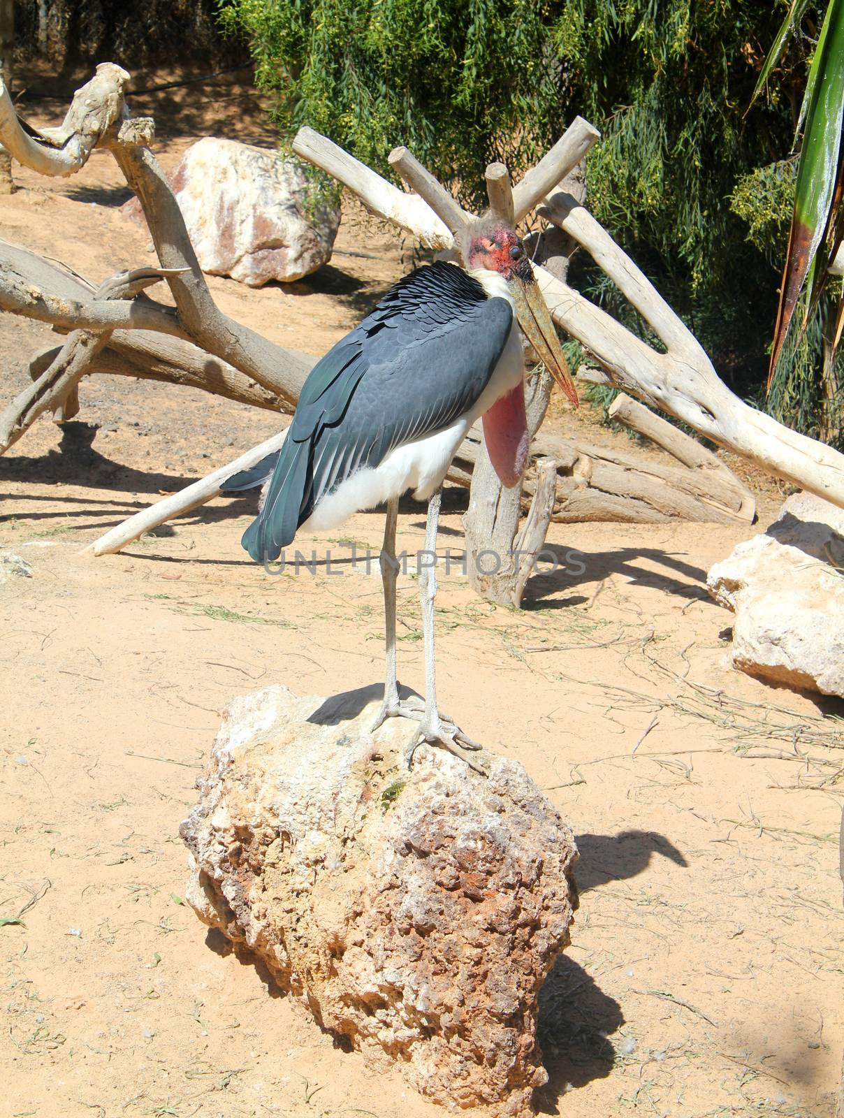 Marabou Stork by JackyBrown