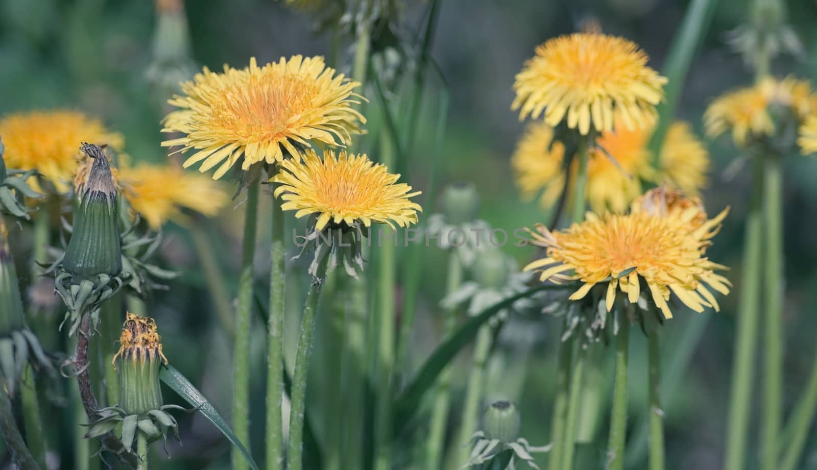 Dandelion flowers in a meadow. Close-up