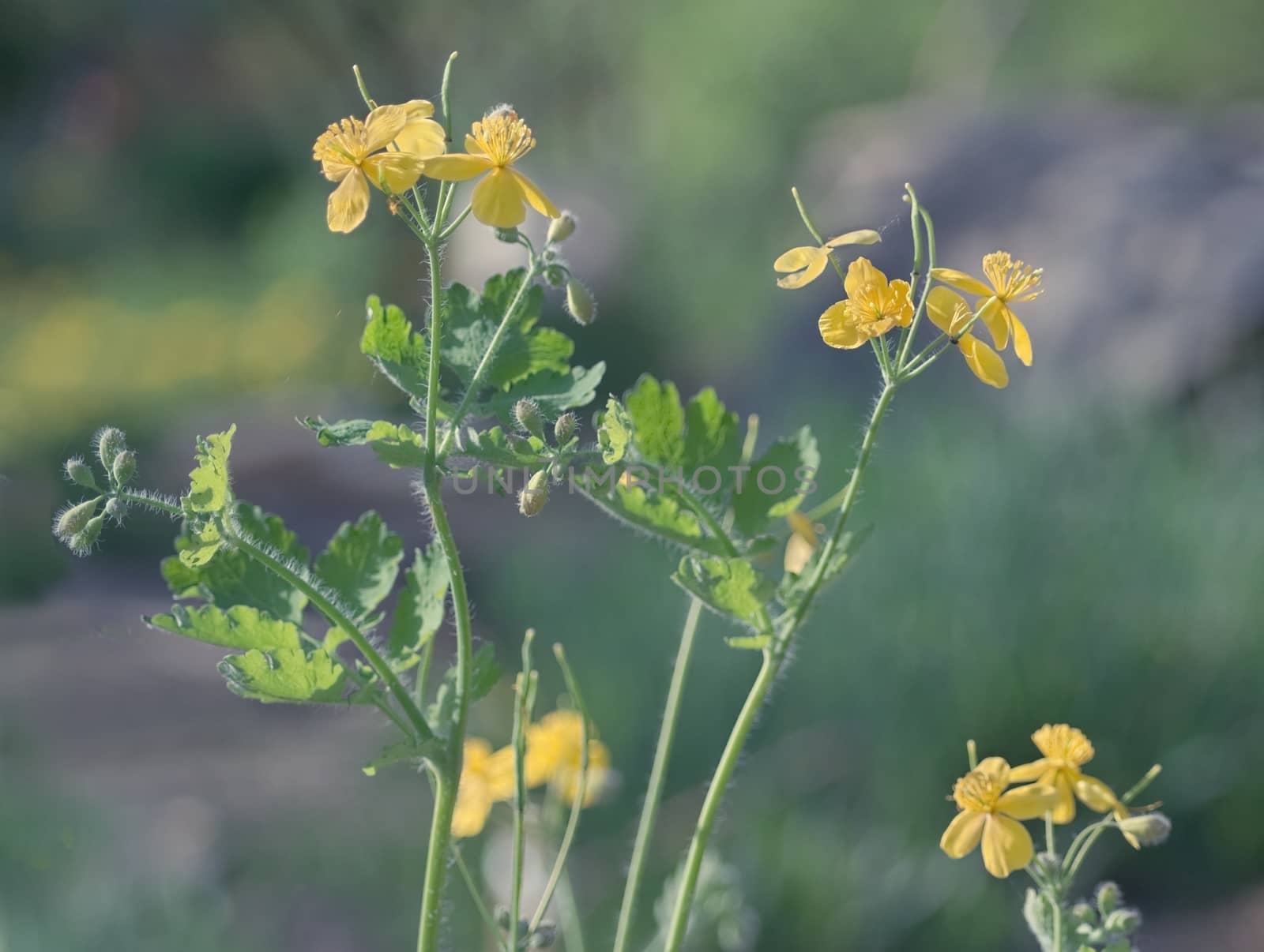 Flowering shrub celandine - medicinal plants