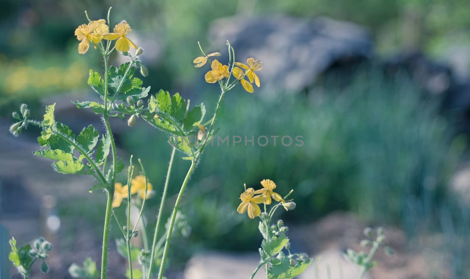 Flowering shrub celandine - medicinal plants