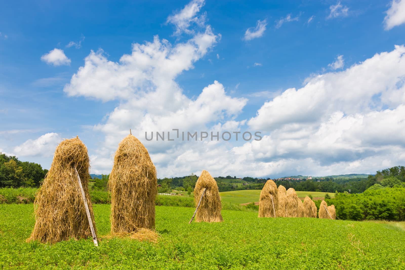 Bela krajina, Slovenia. Traditional hay stacks on the field.