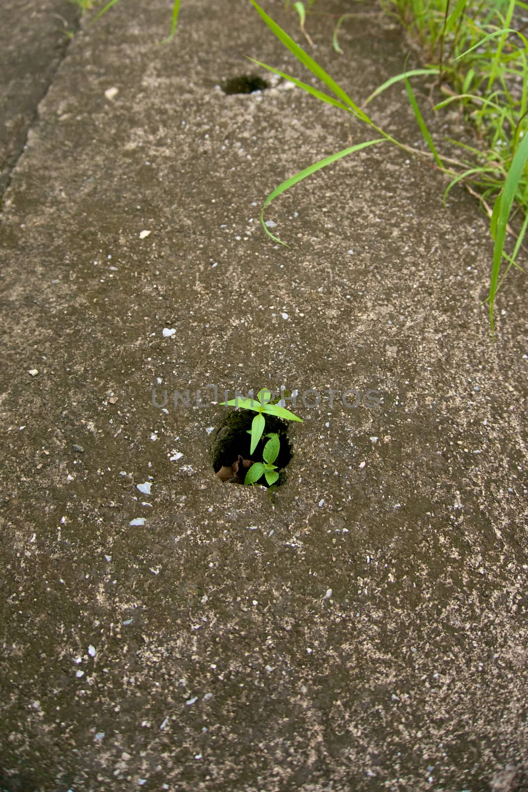 Green tree grown from the hole of drain on the footpath.