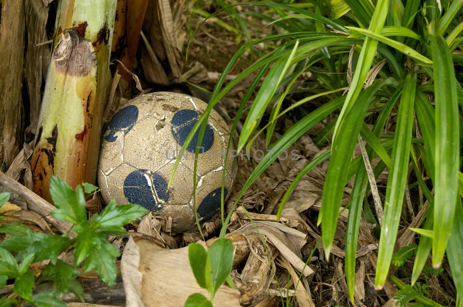 Very old leather ball is placed under a banana tree.