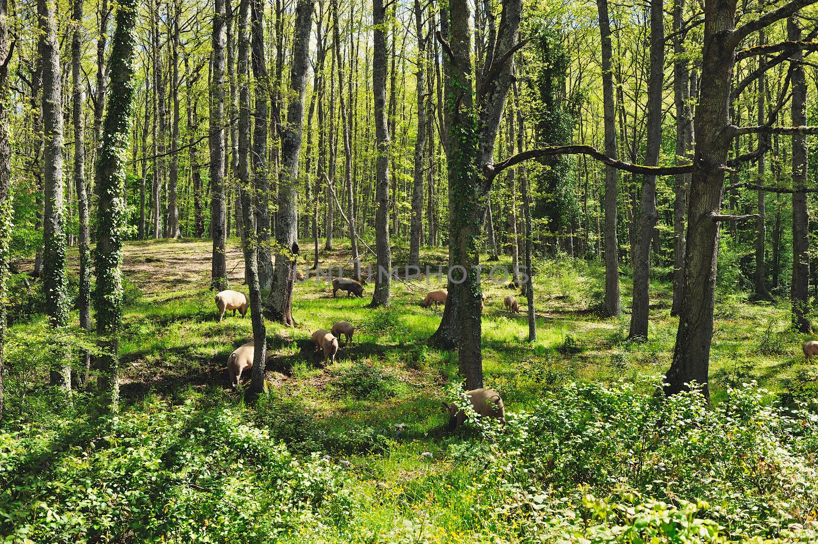 Herd of italian pigs eating acorns of oaks in the forest