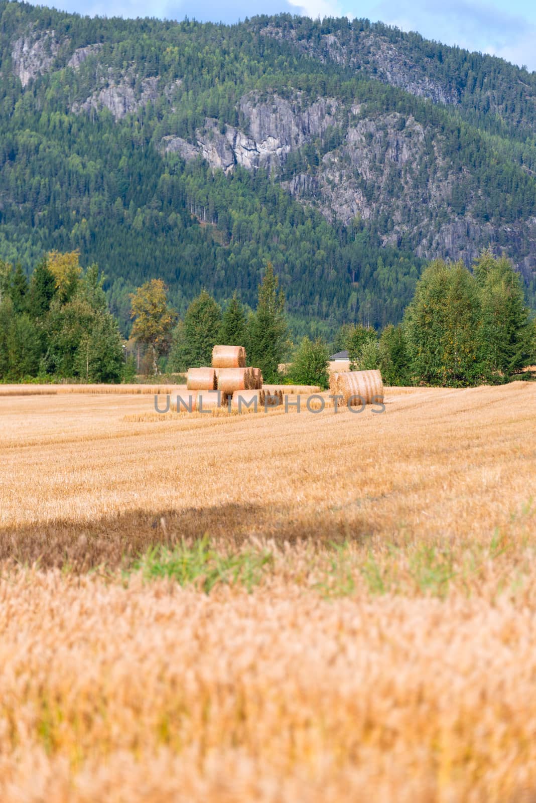 Straw bales on field at summer by Nanisimova