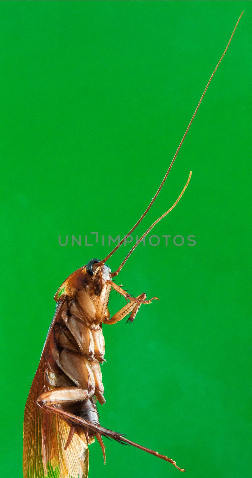 Cockroach with wings and long antennae photographed against a green background