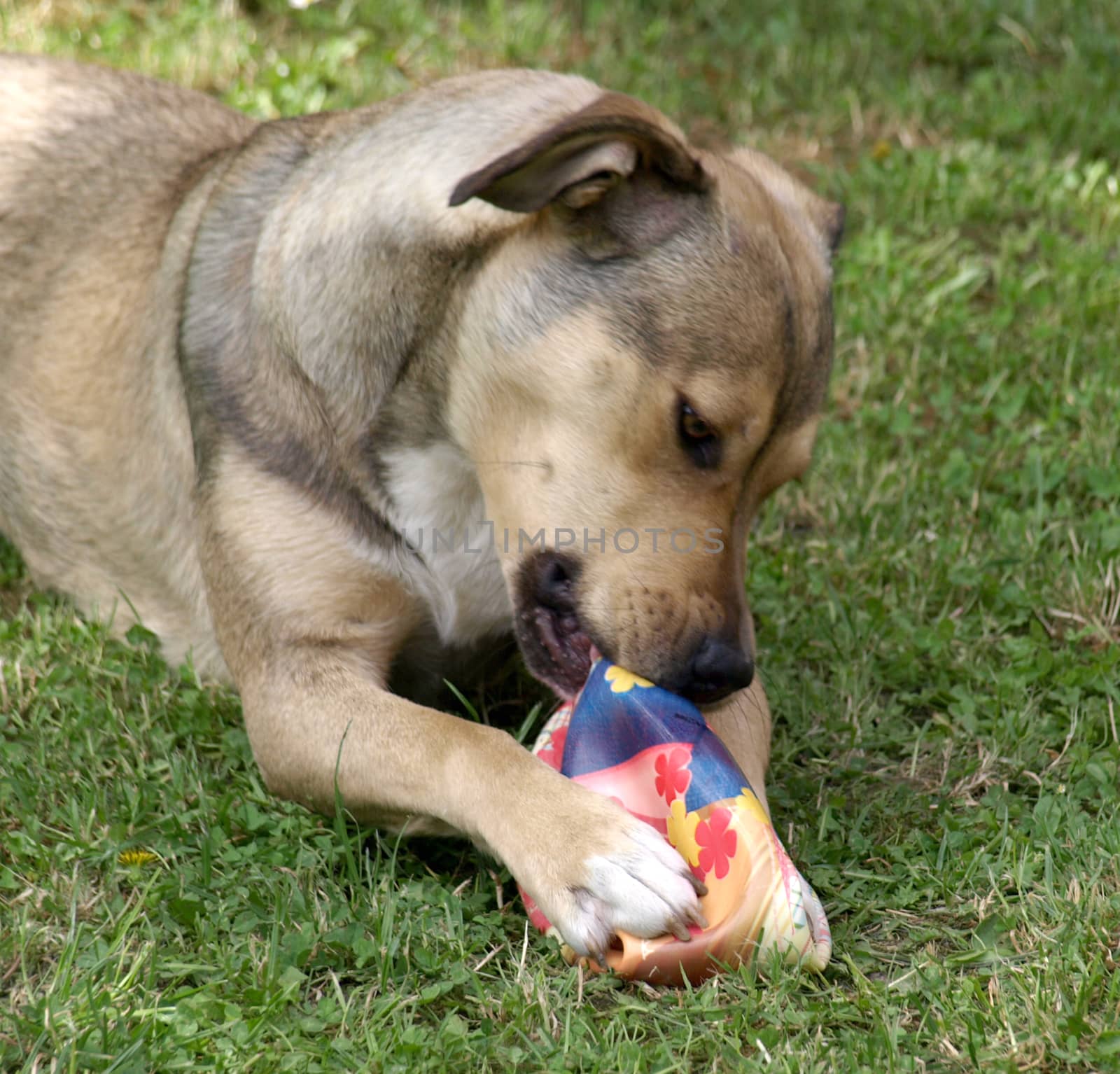 dog with toy by pm29