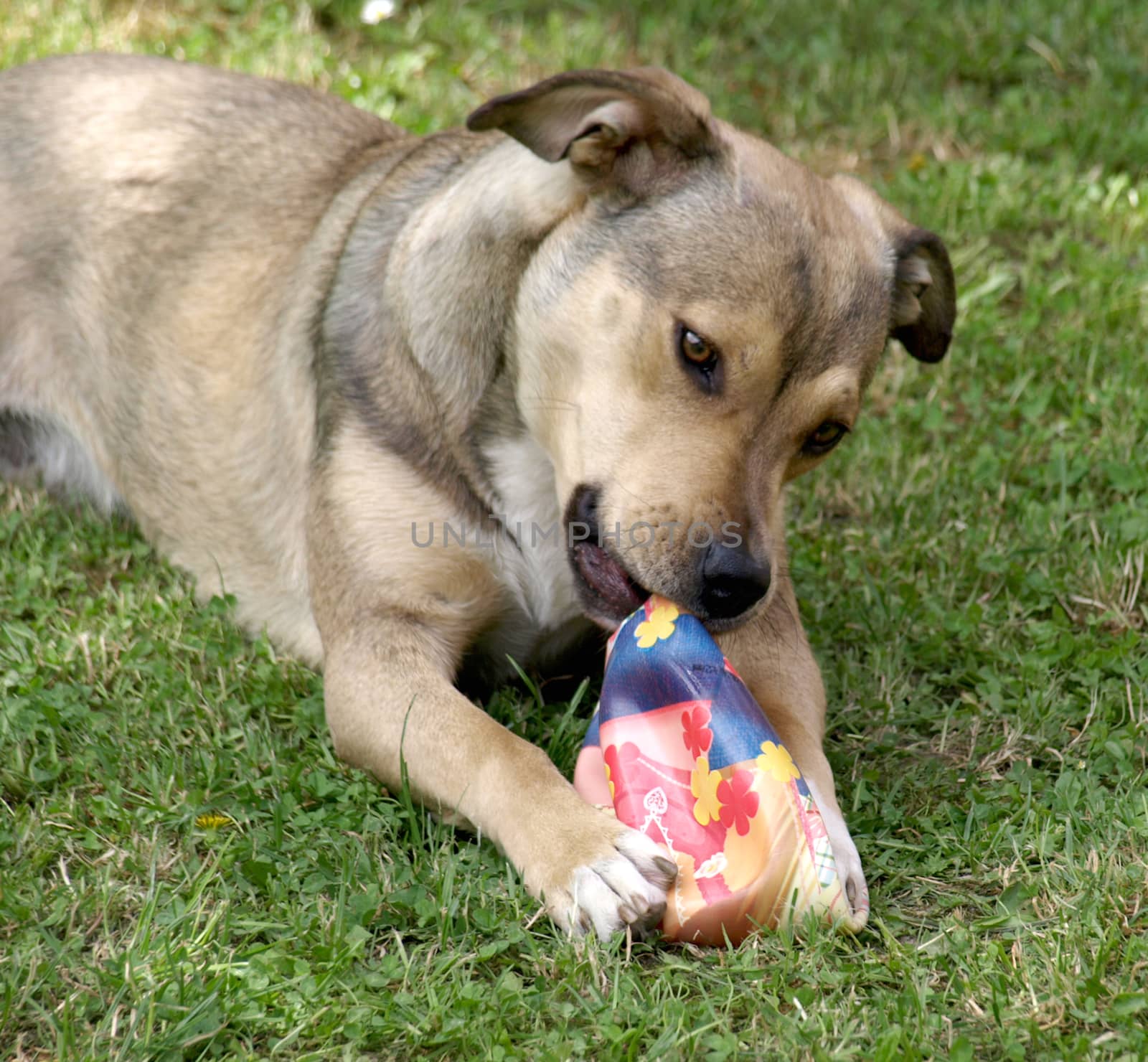 dog with toy by pm29