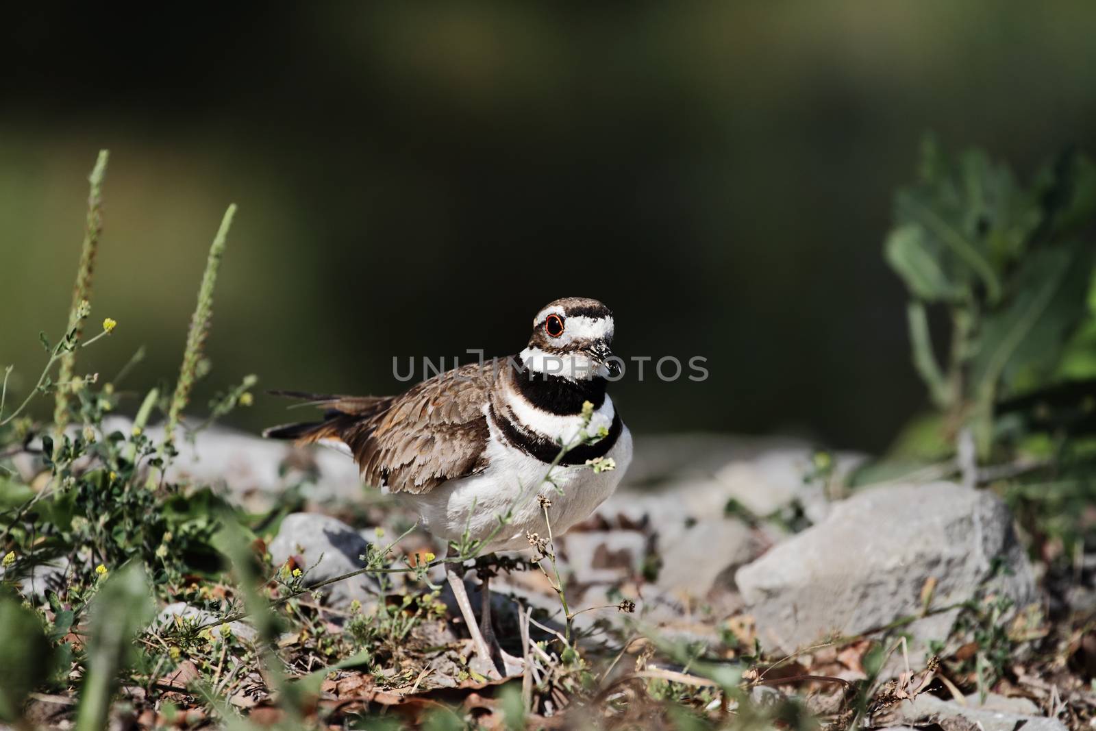 Killdeer in the Wild by StephanieFrey