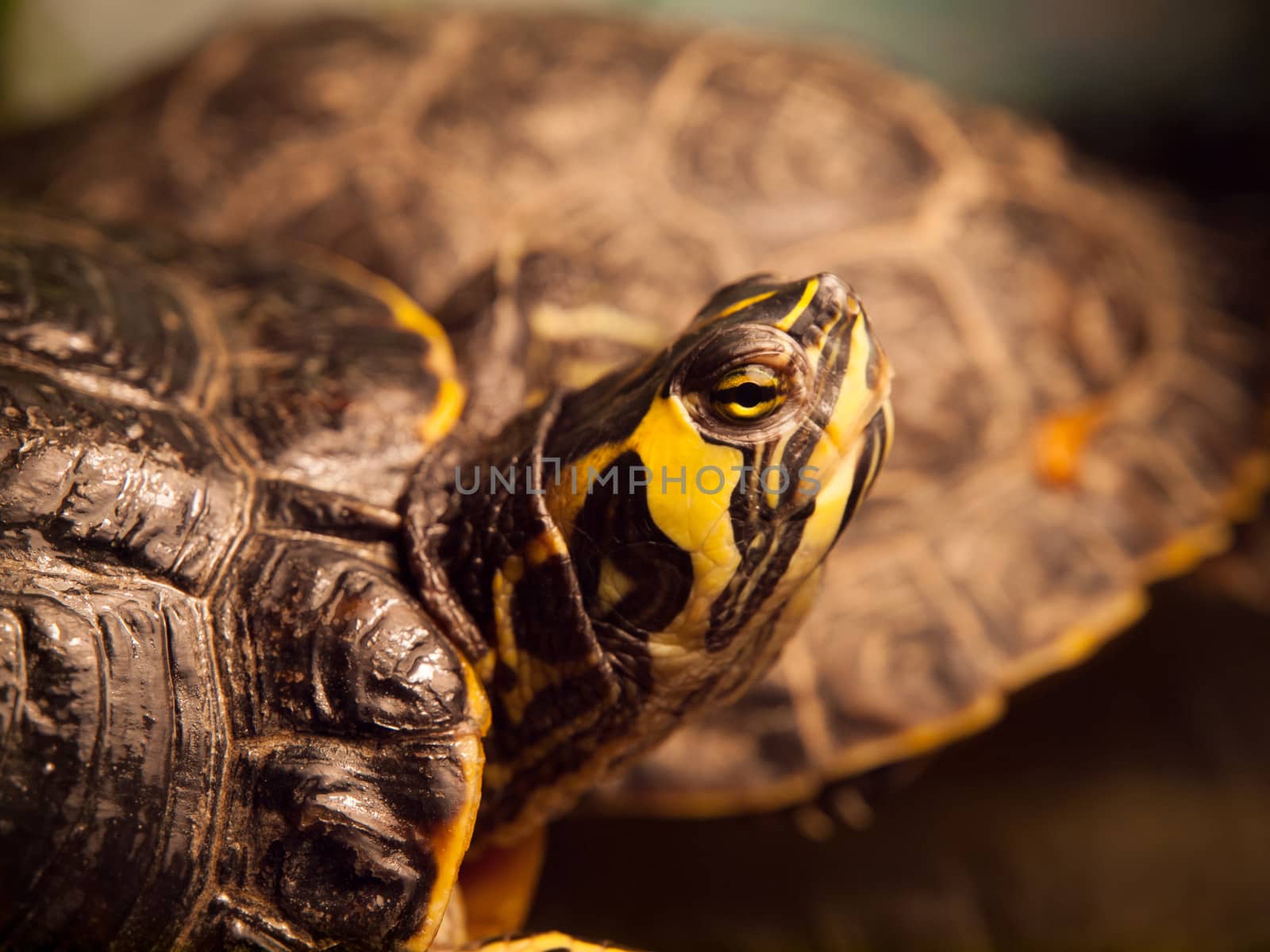 Detailed view of Red-eared slider (Trachemys scripta elegans)