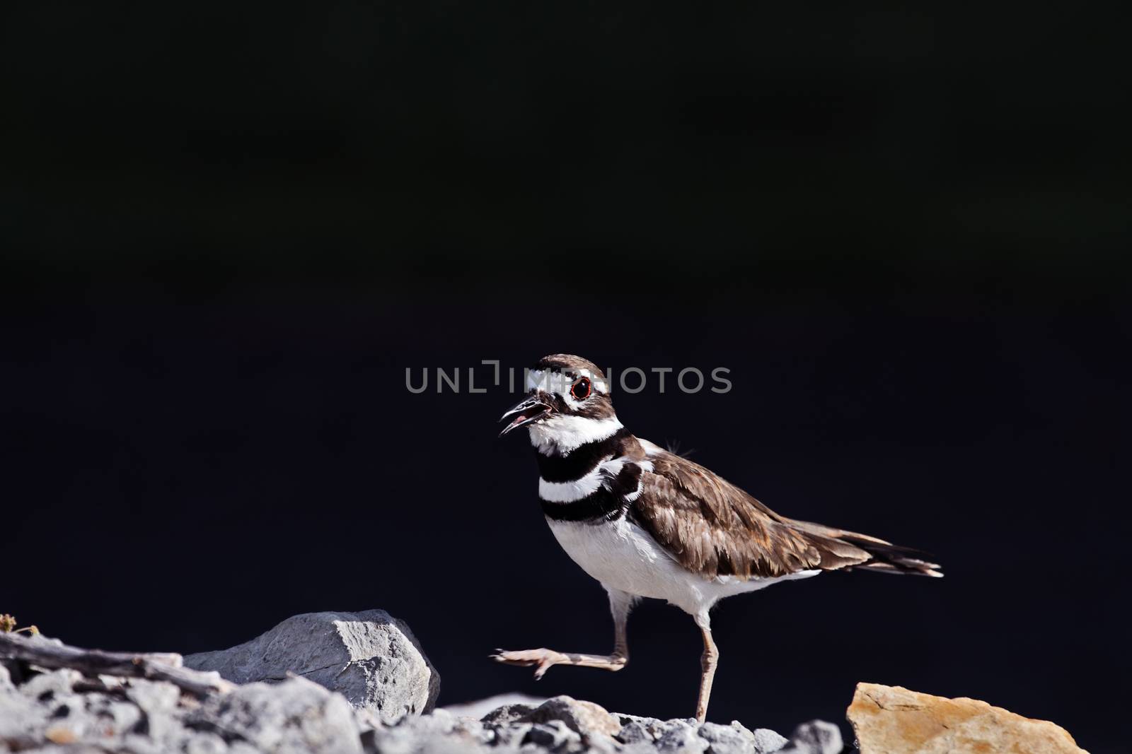 Killdeer guarding walking on rocks. Extreme shallow depth of field with selective focus on bird's eyes.
