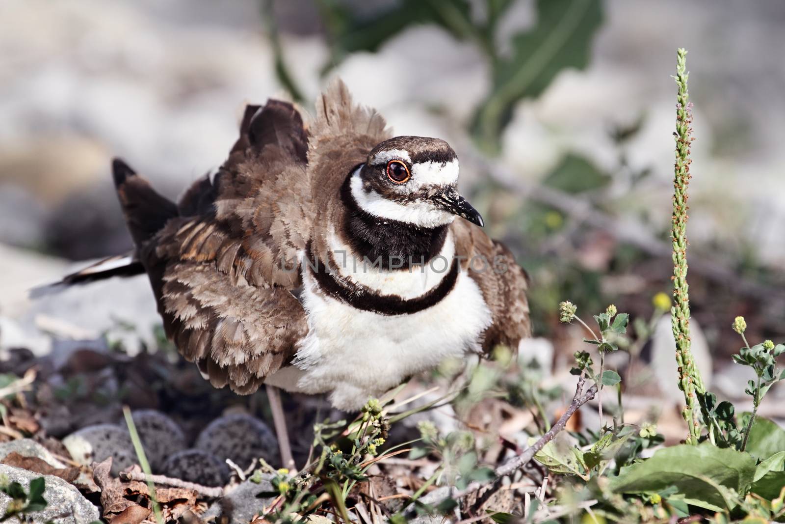 Killdeer guarding her nest.