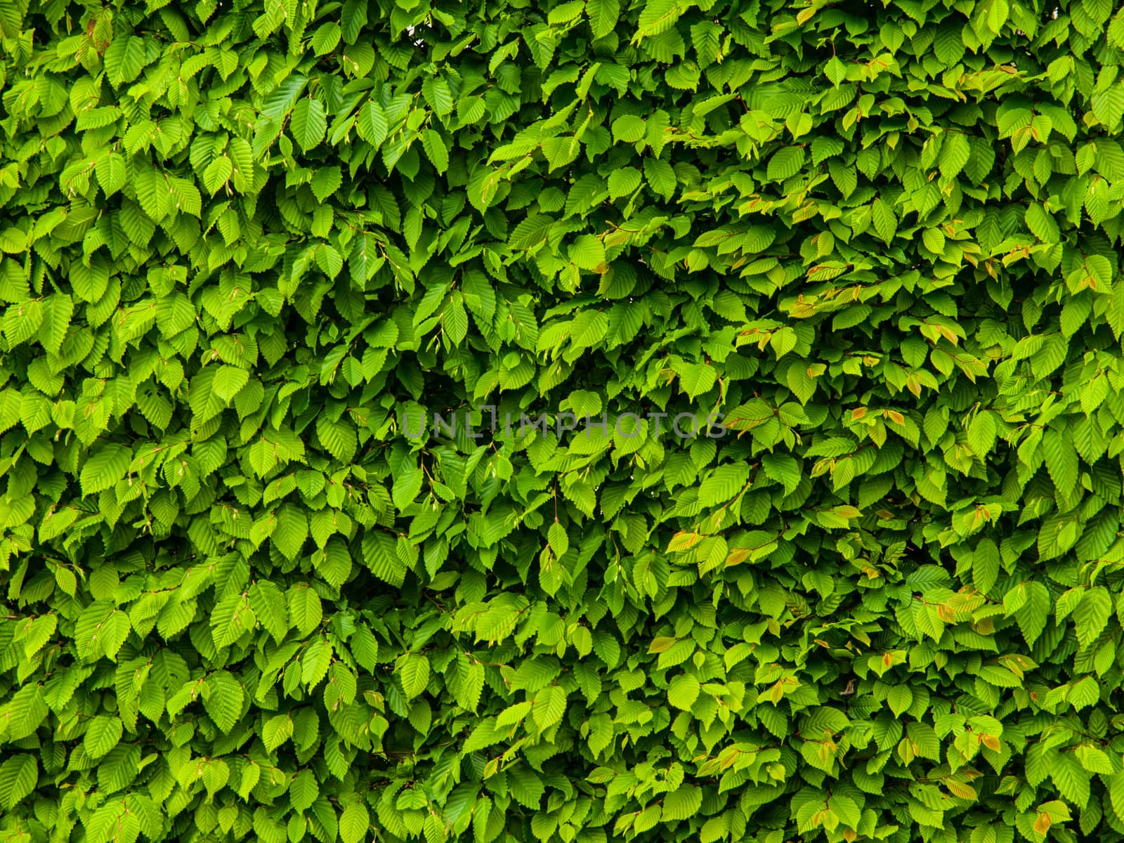 Wall made of green leafs typical for pakr areas