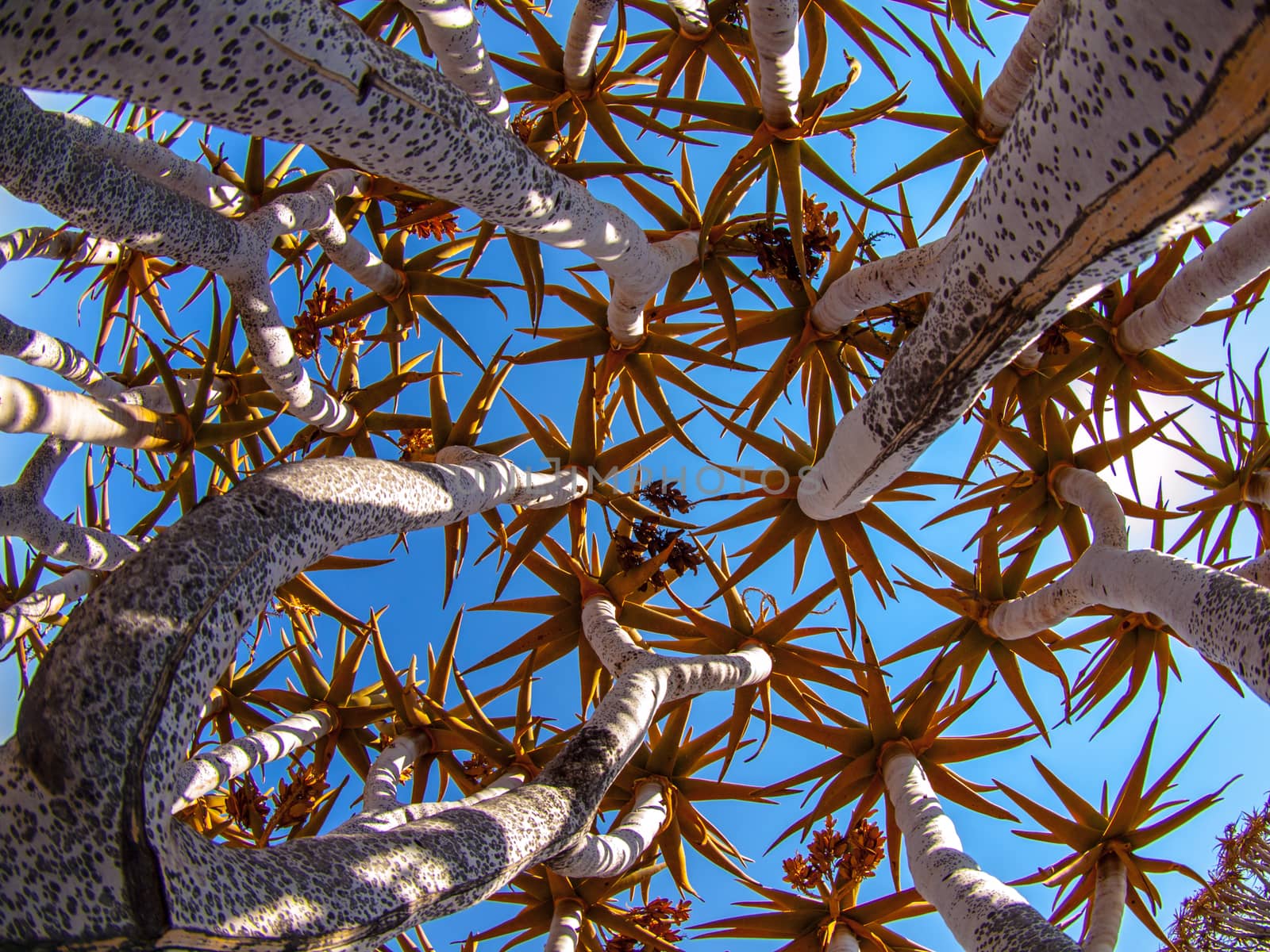 Quiver tree - aloe - in Quiver forest near Keetmanshoop (inside view)