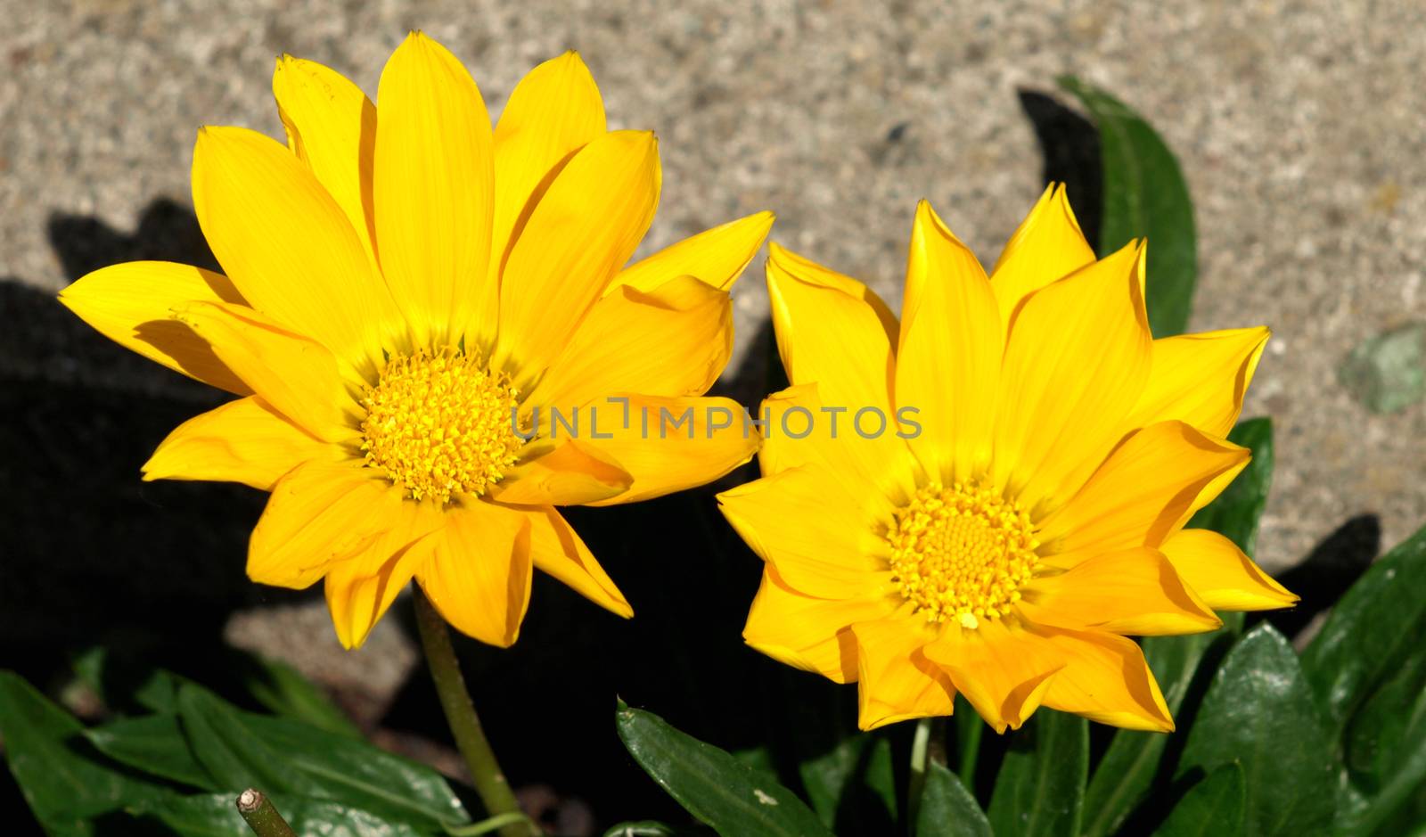 yellow gerberas by pm29