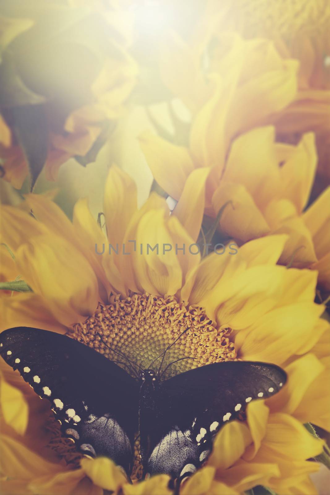 Sunflowers and Butterflies in Retro by StephanieFrey
