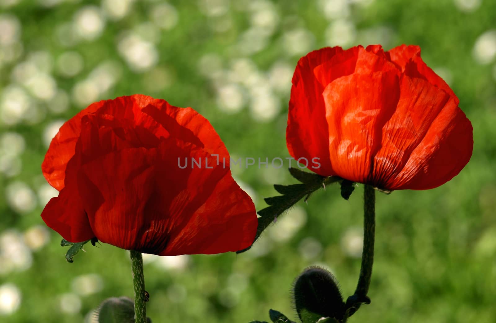 red poppies blooming in my garden  