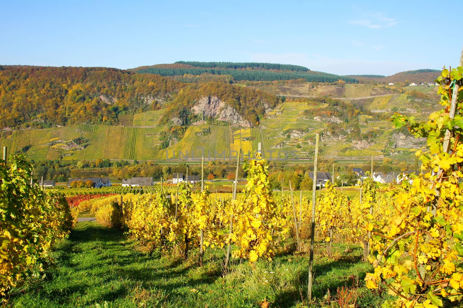 Herbst in den Weinbergen bei Burg an der Mosel
