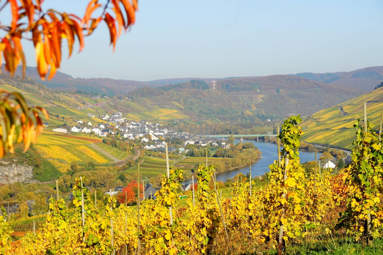 Moseltal bei Burg und Reil im Herbst
