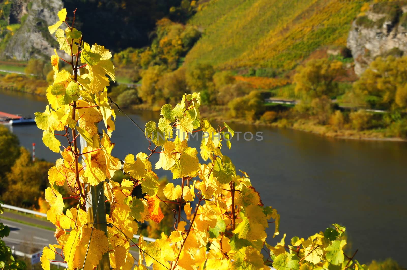 gelbes Weinlaub an der Mosel bei Burg
