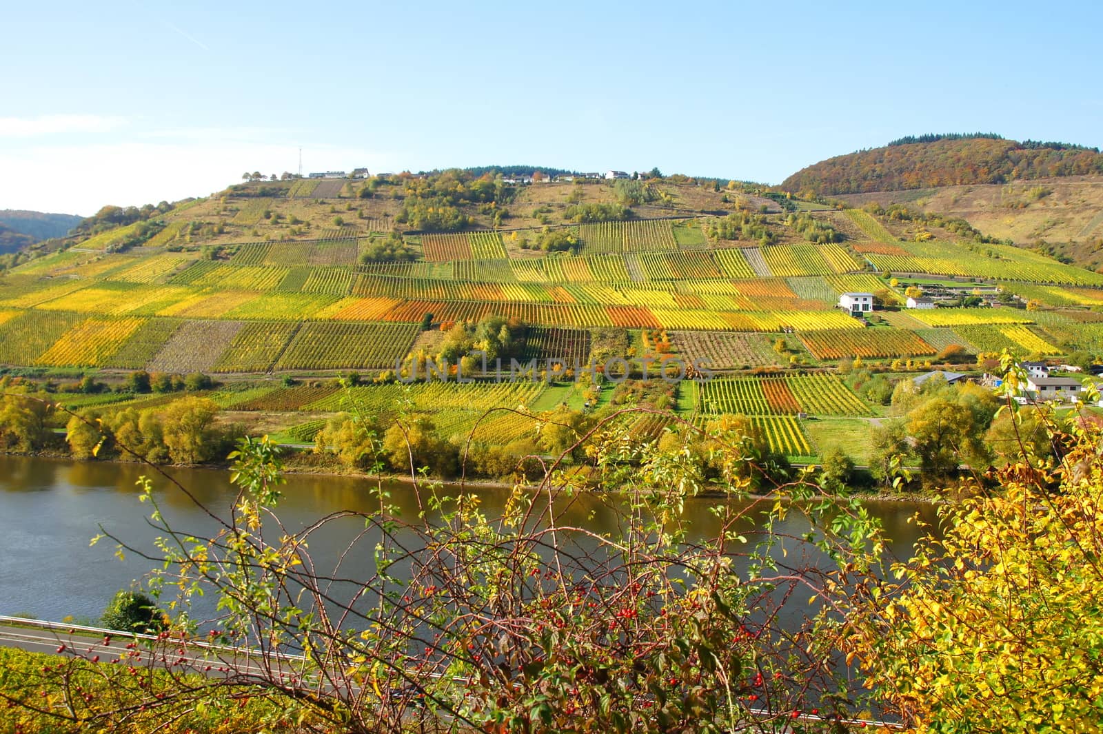 bunte Weingärten bei Reil an der Mosel