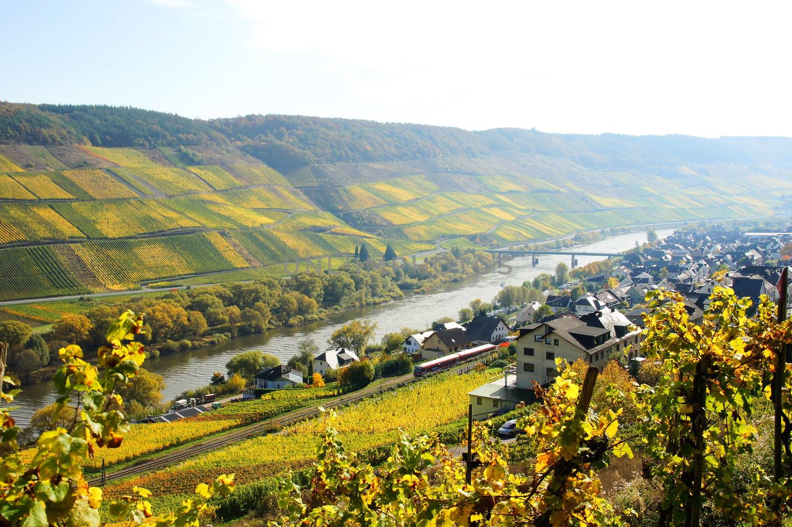 Reil an der Mosel im Herbst
