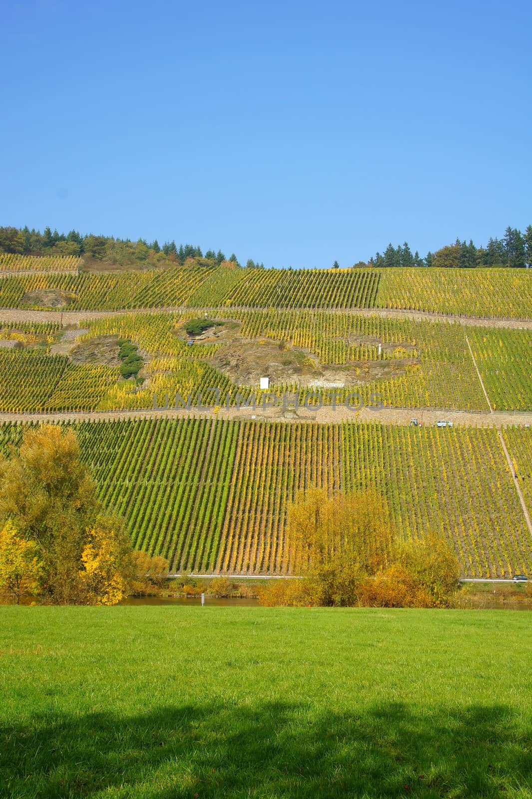 berühmte Weinlagen Brauneberger Juffer und Sonnenuhr an der Mosel