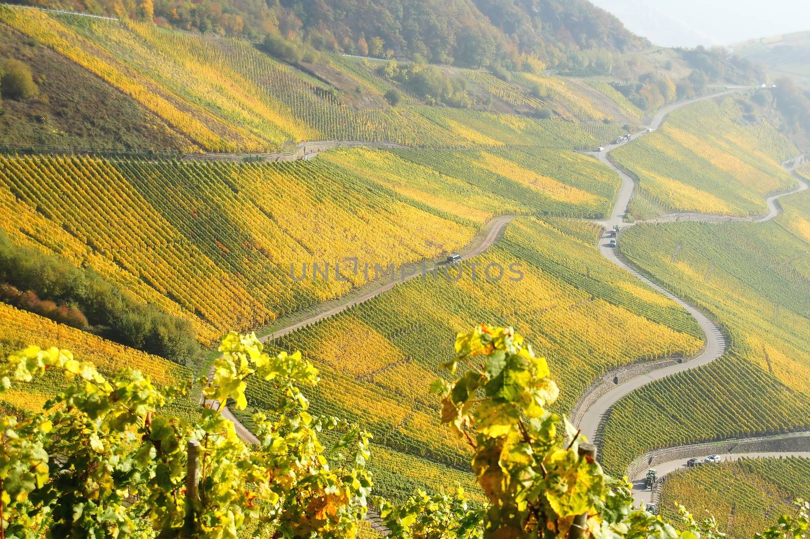 Weinberge bei Piesport
 by azurin