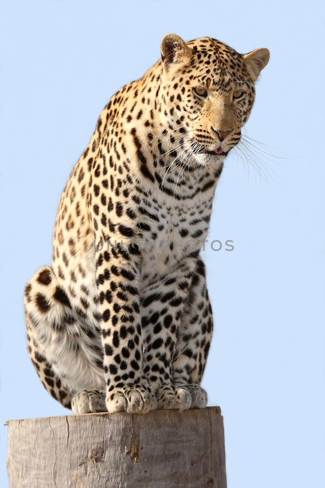 Beautiful male leopard sitting on a tree stump