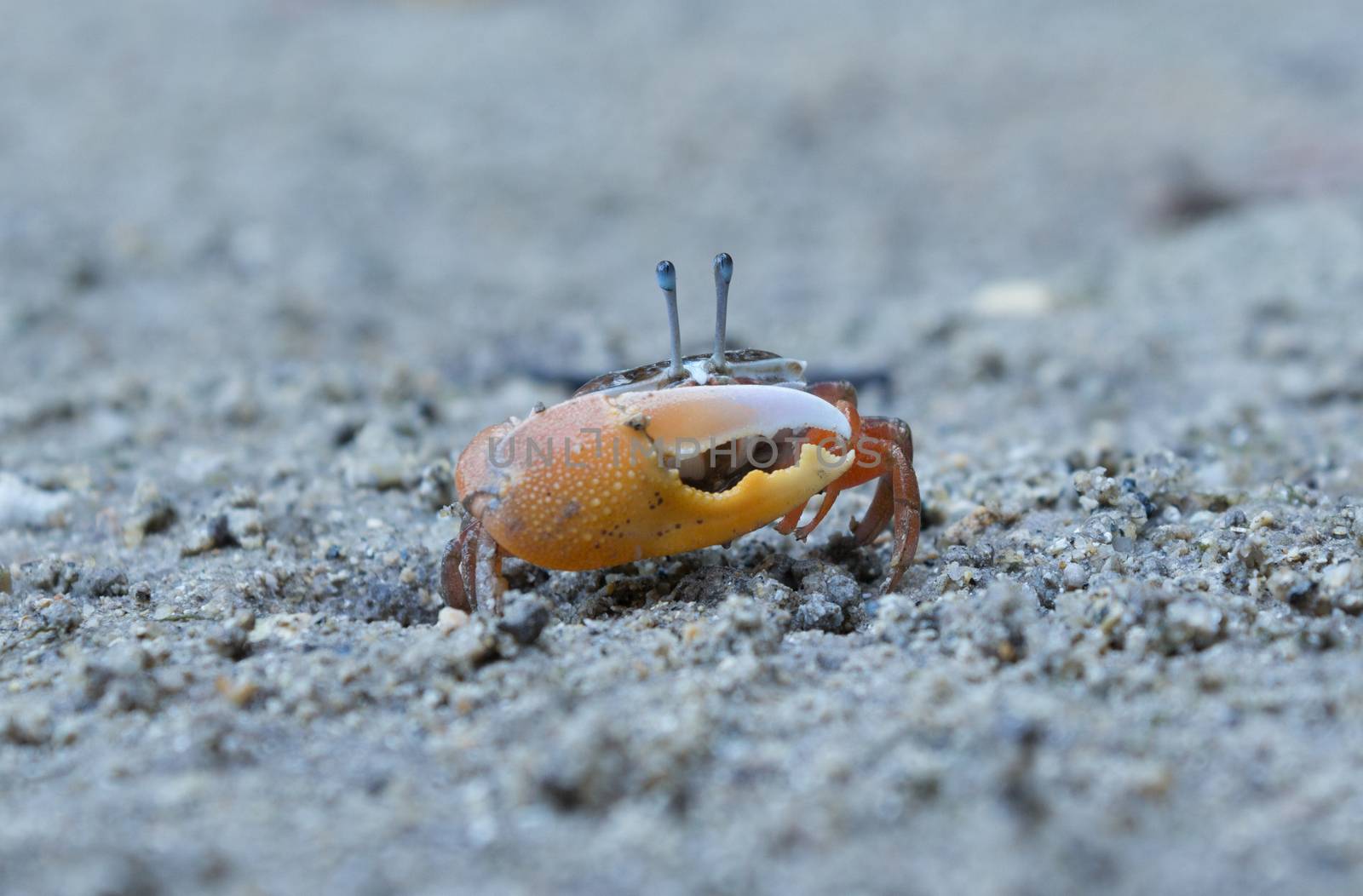 Crab on the beach