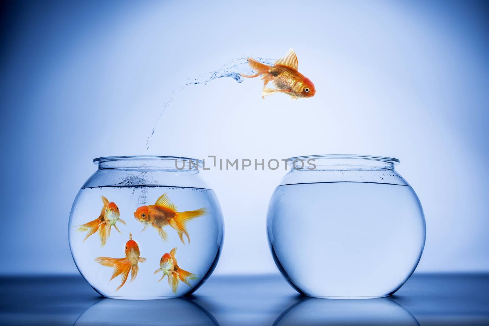 Gold Fish by castaldostudio